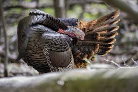 Attēlu rezultāti vaicājumam “Meleagris male”