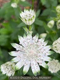 Attēlu rezultāti vaicājumam “Astrantia major flower”