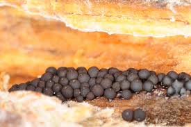 Attēlu rezultāti vaicājumam “Enerthenema papillatum macro”