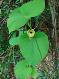 Attēlu rezultāti vaicājumam “Aristolochia durior leaf”