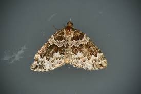 Attēlu rezultāti vaicājumam “Electrophaes corylata”