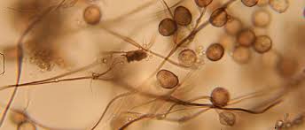 Attēlu rezultāti vaicājumam “Diderma umbilicatum macro”