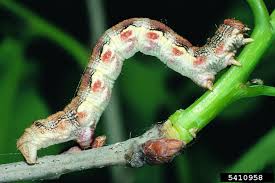Attēlu rezultāti vaicājumam “Erannis defoliaria larva”