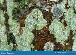 Attēlu rezultāti vaicājumam “Lecanora chlarotera”