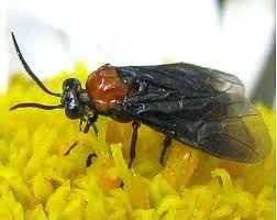 Attēlu rezultāti vaicājumam “Argidae”