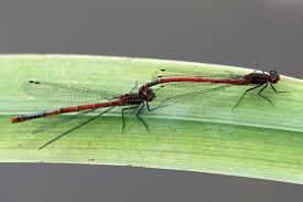 Attēlu rezultāti vaicājumam “Pyrrhosoma nymphula”