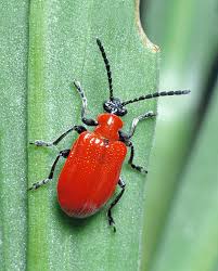 Attēlu rezultāti vaicājumam “Coleoptera”