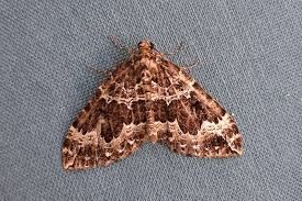 Attēlu rezultāti vaicājumam “Lampropteryx suffumata”