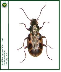 Attēlu rezultāti vaicājumam “Bembidion quadrimaculatum”