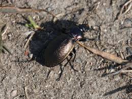 Attēlu rezultāti vaicājumam “Carabus nemoralis”