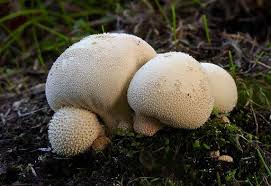 Attēlu rezultāti vaicājumam “Lycoperdon pyriforme”