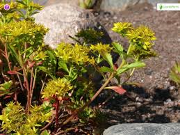Attēlu rezultāti vaicājumam “Sedum aizoon flower”