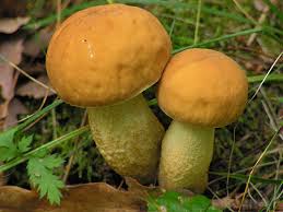 Attēlu rezultāti vaicājumam “Leccinum melaneum”