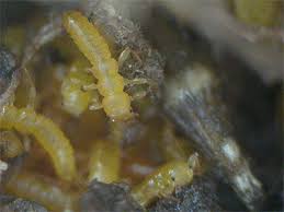Attēlu rezultāti vaicājumam “Meloe sp. larva”