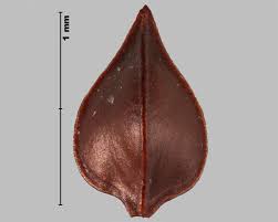 Attēlu rezultāti vaicājumam “Rumex aquaticus bud”