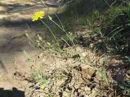 Attēlu rezultāti vaicājumam “Crepis tectorum”