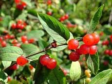 Attēlu rezultāti vaicājumam “Lonicera tatarica fruit”