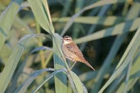 Attēlu rezultāti vaicājumam “Acrocephalus schoenobaenus adult”
