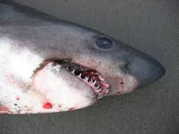 Image result for Lamna ditropis