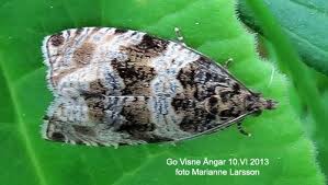 Attēlu rezultāti vaicājumam “Orthotaenia undulana”