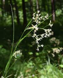 Attēlu rezultāti vaicājumam “Luzula luzuloides”