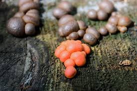 Attēlu rezultāti vaicājumam “Lycogala confusum macro”