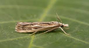 Attēlu rezultāti vaicājumam “Pediasia fascelinella”