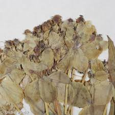 Attēlu rezultāti vaicājumam “Euphorbia palustris fruit”