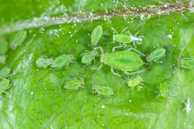 Attēlu rezultāti vaicājumam “Rhopalosiphum oxyacanthae”