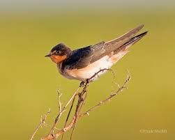 Attēlu rezultāti vaicājumam “Hirundo rustica juvenile”
