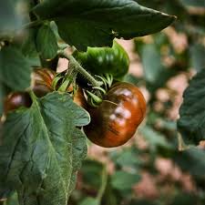 Afbeeldingsresultaat voor debarro black tomato