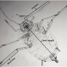 Attēlu rezultāti vaicājumam “Aphis fabae”