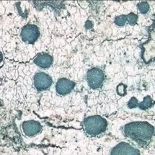 Attēlu rezultāti vaicājumam “Megalaria grossa”