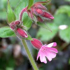 Attēlu rezultāti vaicājumam “Silene dioica”