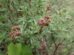 Attēlu rezultāti vaicājumam “Pentaphylloides fruticosa flower”