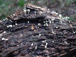 Attēlu rezultāti vaicājumam “Cudoniella acicularis”