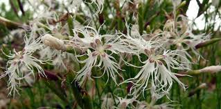 Attēlu rezultāti vaicājumam “Dianthus arenarius leaf”