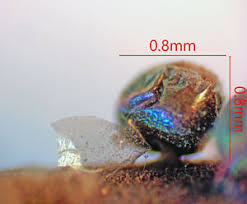 Attēlu rezultāti vaicājumam “Dianema nivale”