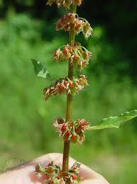 Attēlu rezultāti vaicājumam “Rumex obtusifolius flower”