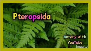 Attēlu rezultāti vaicājumam “Pteropsida”