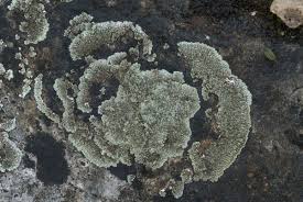 Attēlu rezultāti vaicājumam “Lecanora muralis”