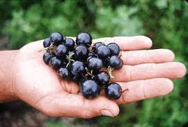 Attēlu rezultāti vaicājumam “Calamagrostis canescens fruit”