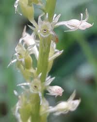 Attēlu rezultāti vaicājumam “Malaxis monophyllos flower”