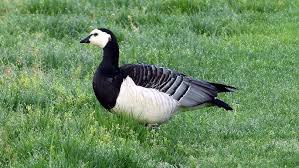 Attēlu rezultāti vaicājumam “Branta leucopsis”