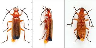 Attēlu rezultāti vaicājumam “Rhagonycha fulva”