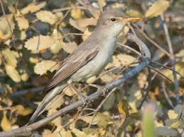 Image result for Hippolais olivetorum