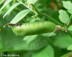 Attēlu rezultāti vaicājumam “Vicia sepium fruit”