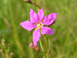 Image result for Lythrum salicaria