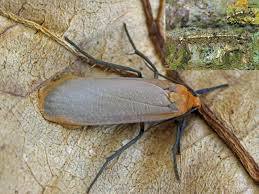 Attēlu rezultāti vaicājumam “Eilema depressa imago”