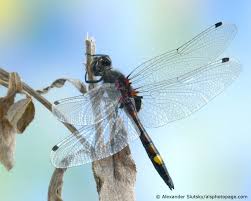 Attēlu rezultāti vaicājumam “Leucorrhinia pectoralis”